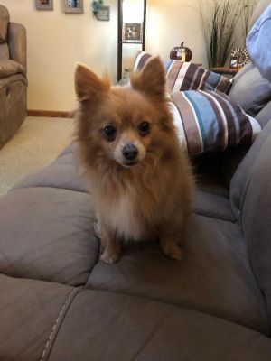 . Prince - ADOPTION PENDING .