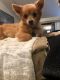 . Prince - ADOPTION PENDING .