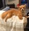 . Prince - ADOPTION PENDING .