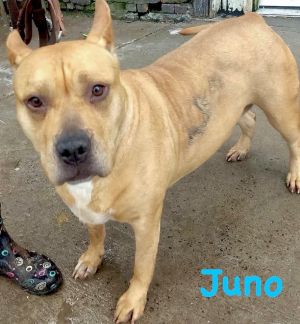 Photo of Juno