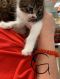 . Sweet Pea .