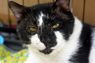. Ripper the Cat .