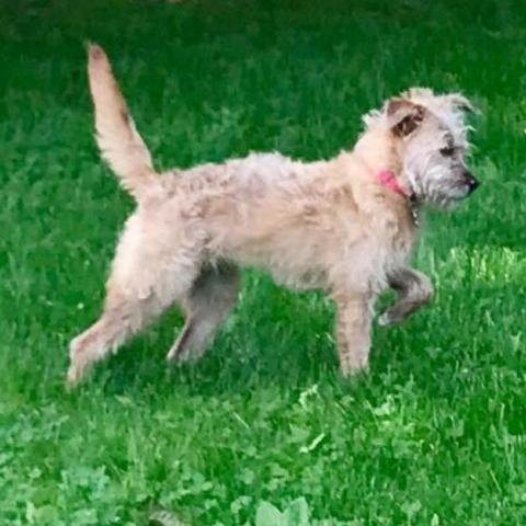 . Pippi .