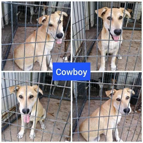 . Cowboy .