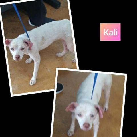 . Kali .