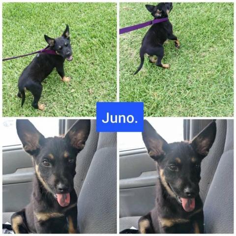 . Juno .