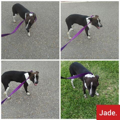 . Jade .
