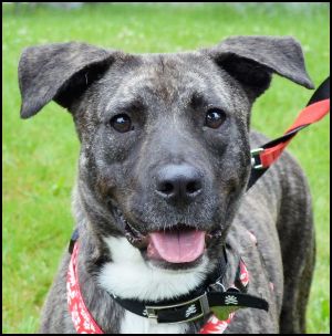. Nyla - Update from foster mom!! .