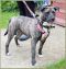 . Nyla - Update from foster mom!! .