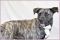 . Nyla - Update from foster mom!! .
