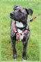 . Nyla - Update from foster mom!! .