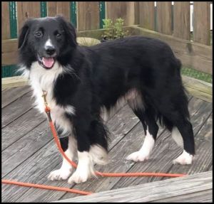. Thomas - Adoption Pending!! .