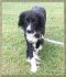. Thomas - Adoption Pending!! .
