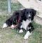 . Thomas - Adoption Pending!! .