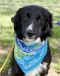 . Thomas - Adoption Pending!! .