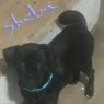 . Sheba .