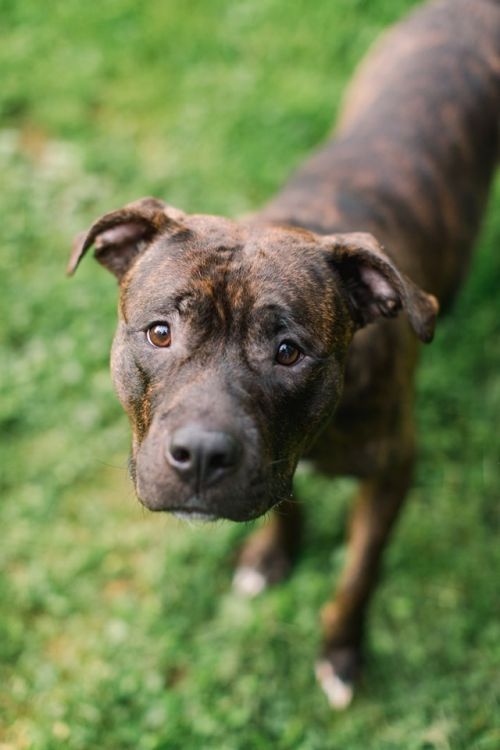 . Reeses, in foster, available! .