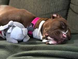 . Gracie .