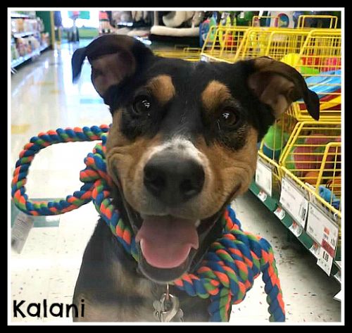. Kalani .