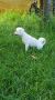 . Ozzie - COURTESY POST .