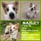 . Bailey .