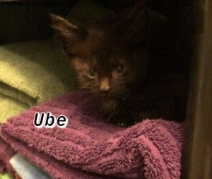 . Ube .