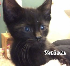 . Ukulele .