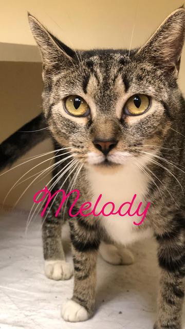 . Melody .