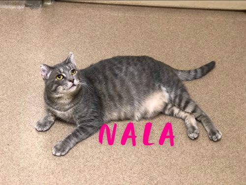 . Nala .
