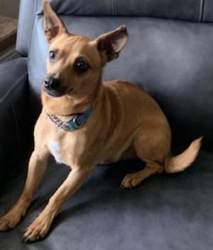 Photo of Baxter
