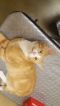 . Albert (Special Adoption Fee) .