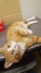 . Albert (Special Adoption Fee) .