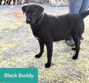 Photo of Black Buddy