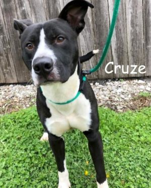 . Cruze (Baby Boi)-P4P .