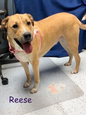 . Reese (Buttercup)-P4P .