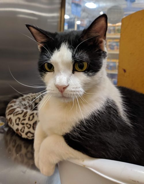 Just Cats Hanover Humane Society Adoption Education Prevention