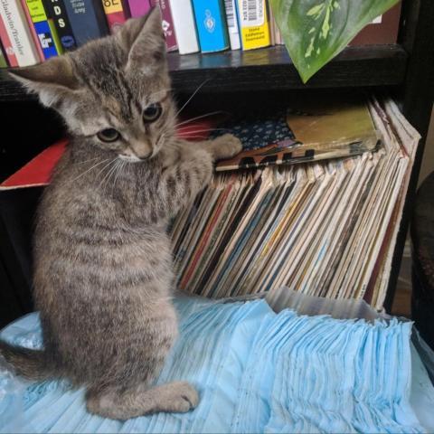 . Charlie .