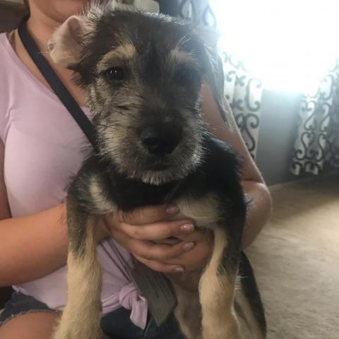 . Zelda .