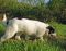 . BRENDA HENDRICKS (former stray, Super SMART, soft coat) .