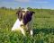 . BRENDA HENDRICKS (former stray, Super SMART, soft coat) .