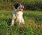 . BRENDA HENDRICKS (former stray, Super SMART, soft coat) .
