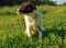 . BRENDA HENDRICKS (former stray, Super SMART, soft coat) .