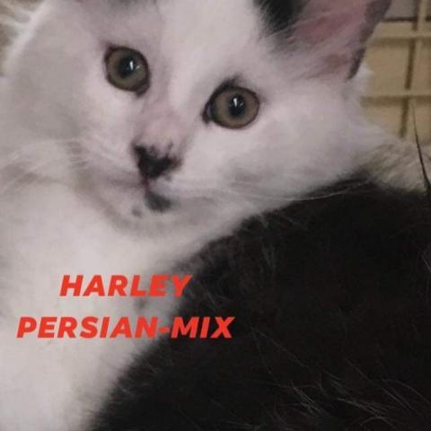 . Harley .