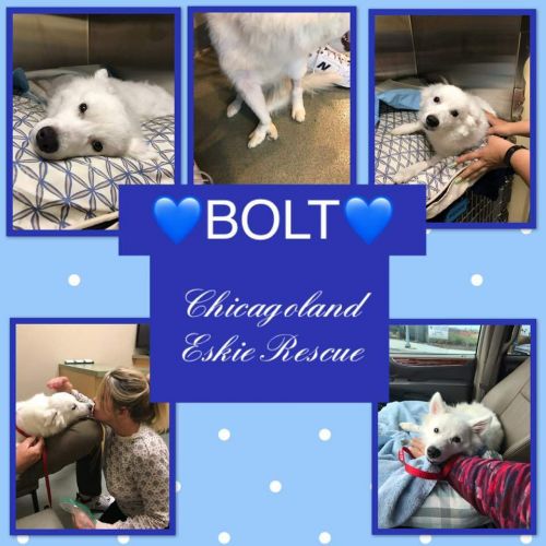 Bolt