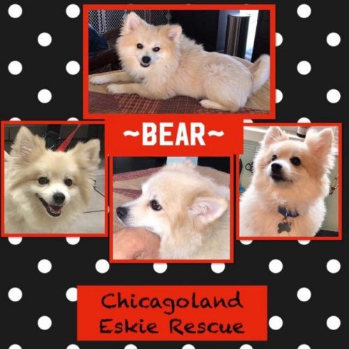 Bear
