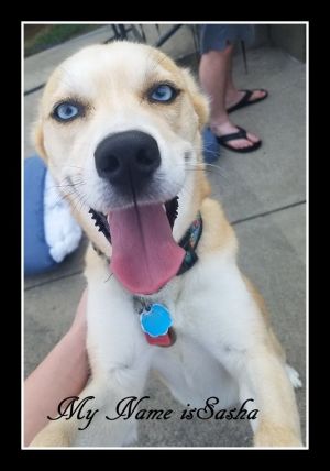 . Sasha .