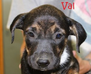 . Val .