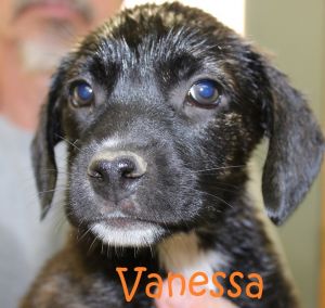 . Vanessa .