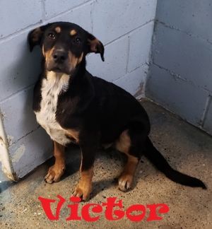 . Victor .