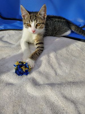. Mika .